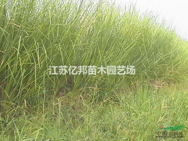 供應(yīng)香根草 沿蘭草 香根草價(jià)格，香根草苗，香根草基地