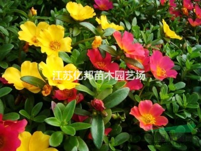  太陽(yáng)花、午時(shí)花、大量批發(fā)