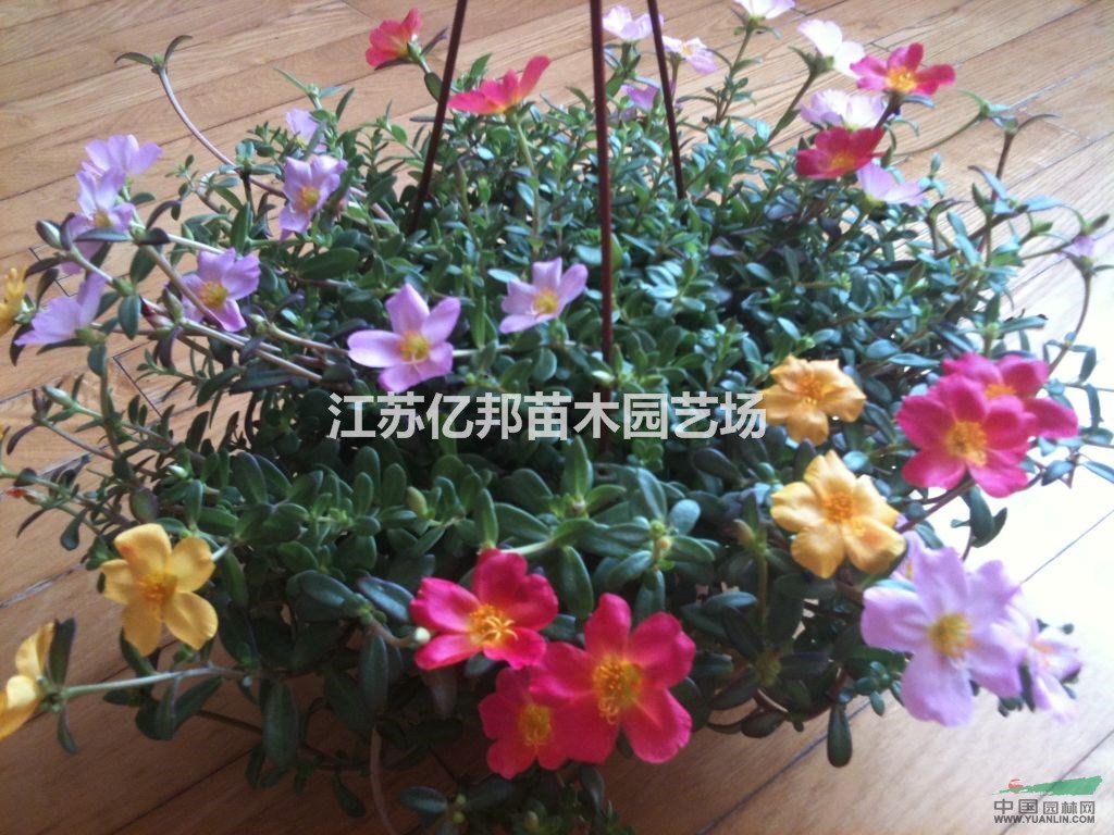  太陽(yáng)花、午時(shí)花、大量批發(fā)