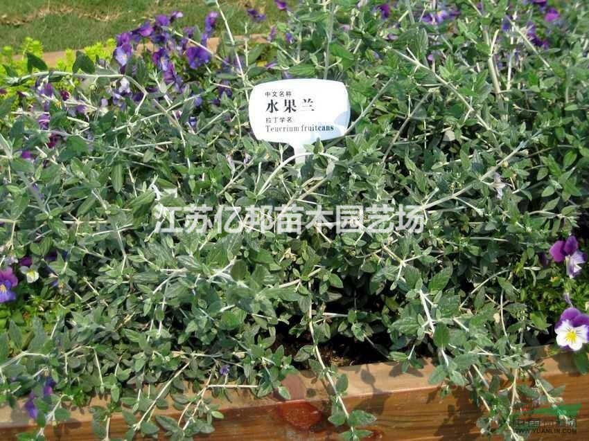 供應(yīng) 水果蘭、水果蘭苗、大量批發(fā)