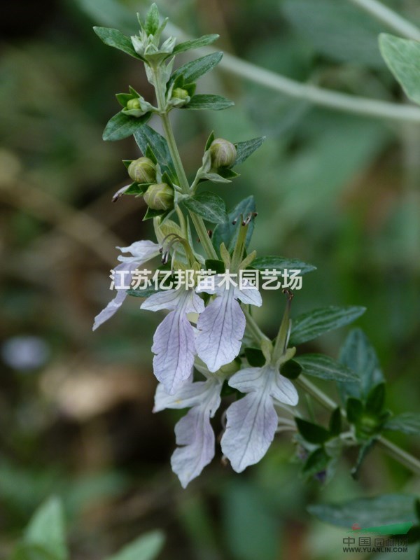 供應(yīng) 水果蘭、水果蘭苗、大量批發(fā)