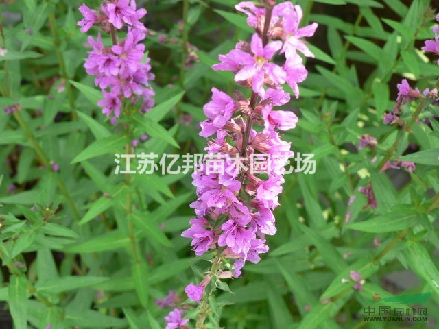 供應(yīng) 千屈菜 ，千屈菜價(jià)格，千屈菜批發(fā)