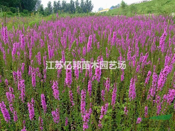 供應(yīng) 千屈菜 ，千屈菜價(jià)格，千屈菜批發(fā)