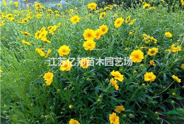 供應 大花金雞菊 大花金雞菊價格 沭陽大花金雞菊批發(fā)