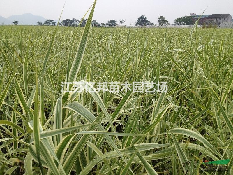 供應(yīng) 花葉蘆竹，水生植物蘆竹