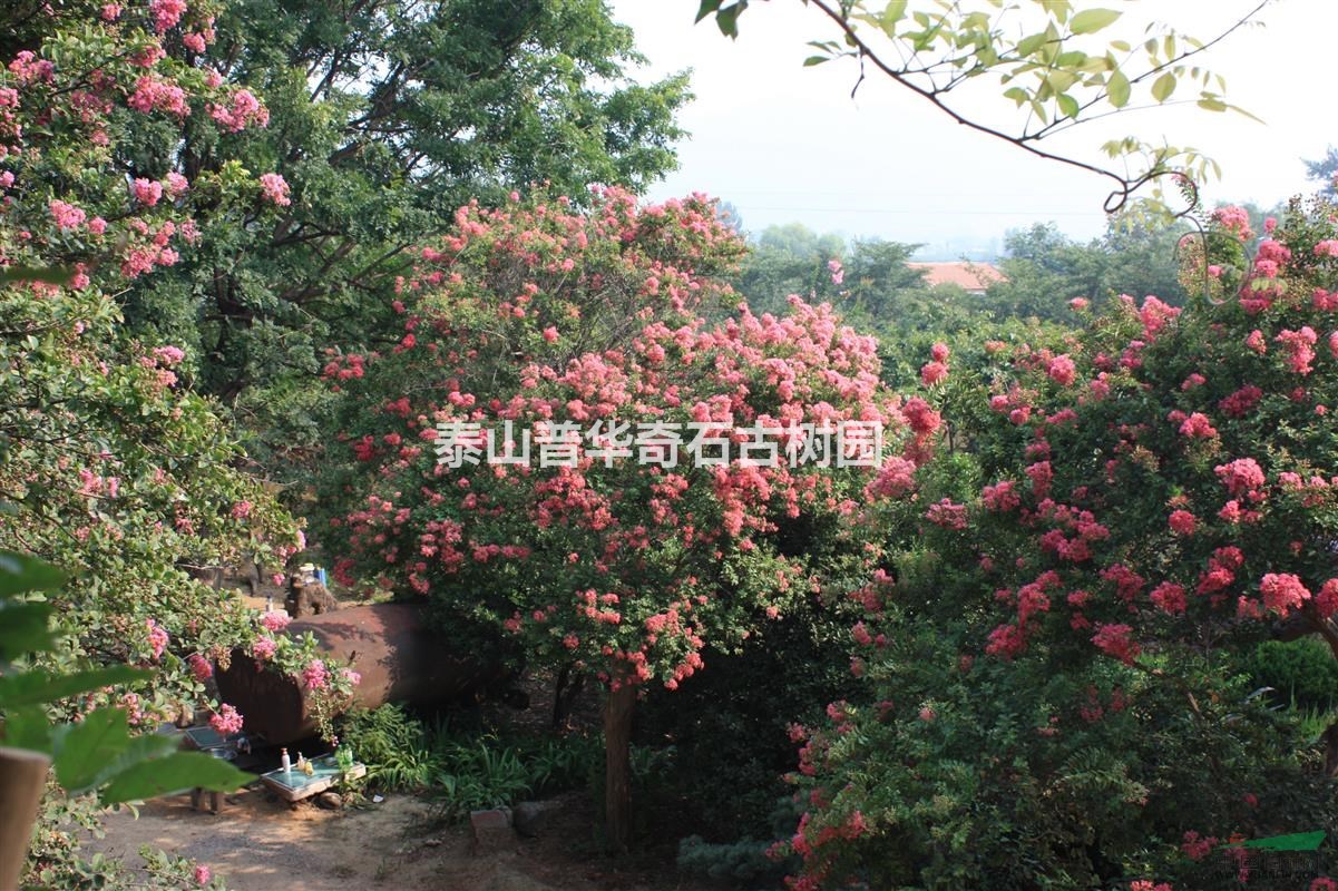 千年紫薇