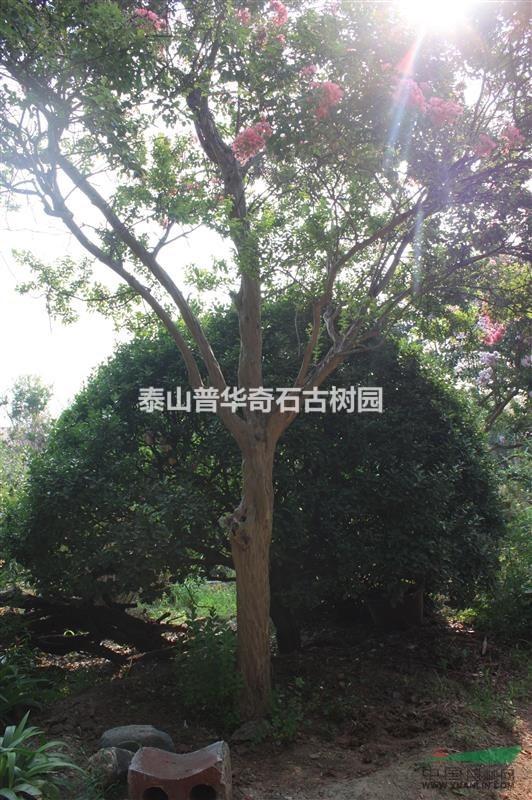 千年紫薇
