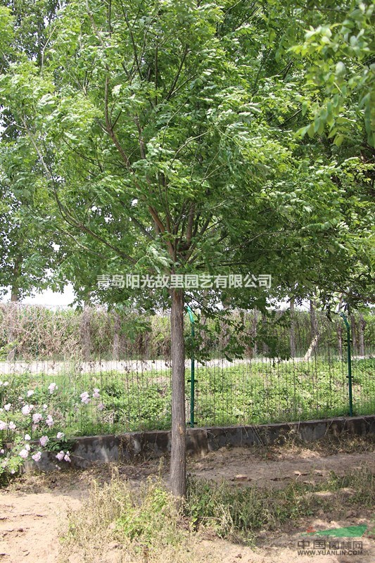 一級國槐