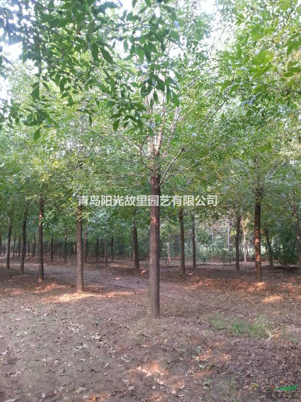 一級白蠟