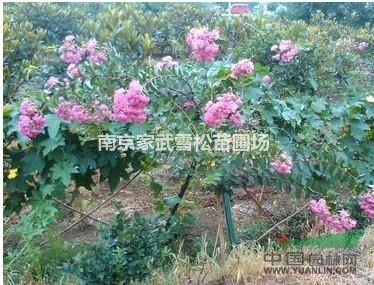 南京紫薇小苗/江蘇紫薇價格