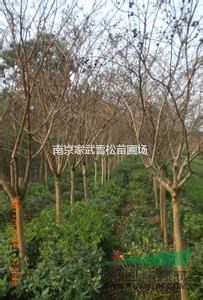 南京紫薇小苗/江蘇紫薇價格