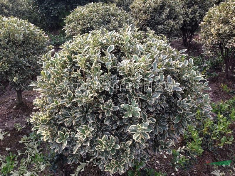 金邊黃楊1米，小葉女貞苗,水臘苗,紅王子錦帶小苗 側柏苗，