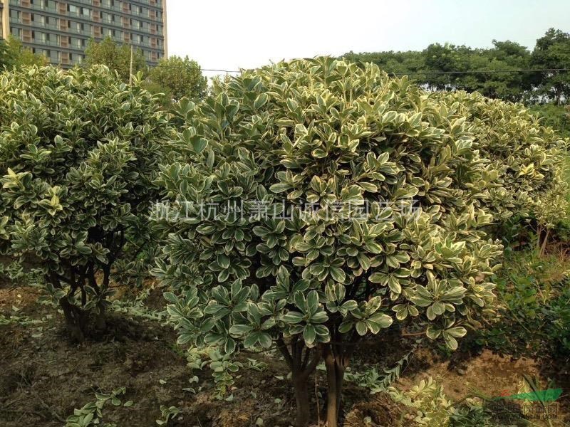 金邊黃楊1米，小葉女貞苗,水臘苗,紅王子錦帶小苗 側柏苗，