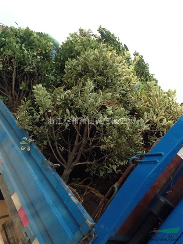 金邊黃楊1米，小葉女貞苗,水臘苗,紅王子錦帶小苗 側柏苗，