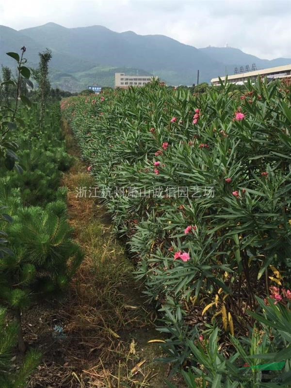 2019年大量夾竹桃高度2米，灑金珊瑚，八角金盤，大葉黃楊，