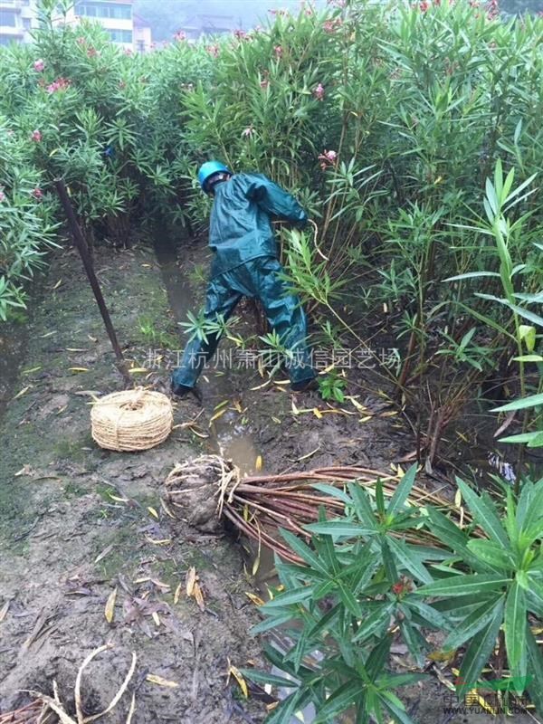 2019年大量夾竹桃高度2米，灑金珊瑚，八角金盤，大葉黃楊，