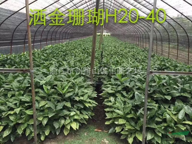 灑金珊瑚，紅葉石楠 金森女貞 紅花繼木，金葉大花六道木，八角