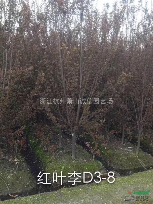 紅葉李，法國冬青，紫薇，夾竹桃，紫荊，花石榴，木槿，木芙蓉