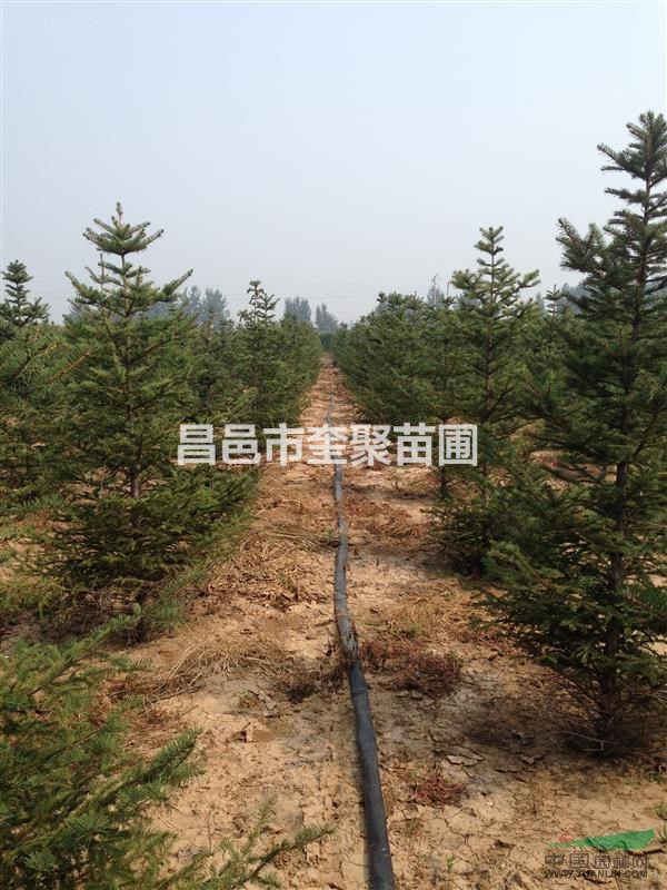 山東昌邑供應(yīng)H2m-2.5m云杉