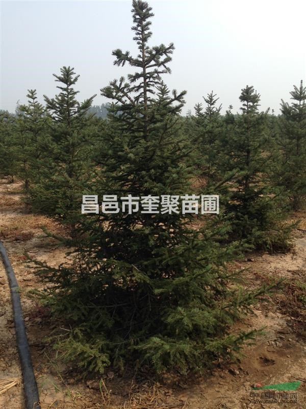 山東昌邑供應(yīng)H2m-2.5m云杉
