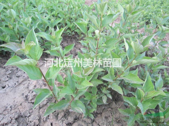  金叶水腊  红瑞木 沙地柏 首选定州苗木基地