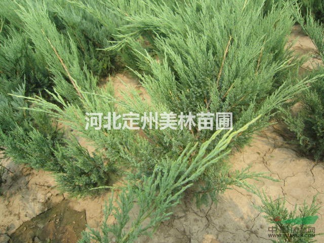  金叶水腊  红瑞木 沙地柏 首选定州苗木基地