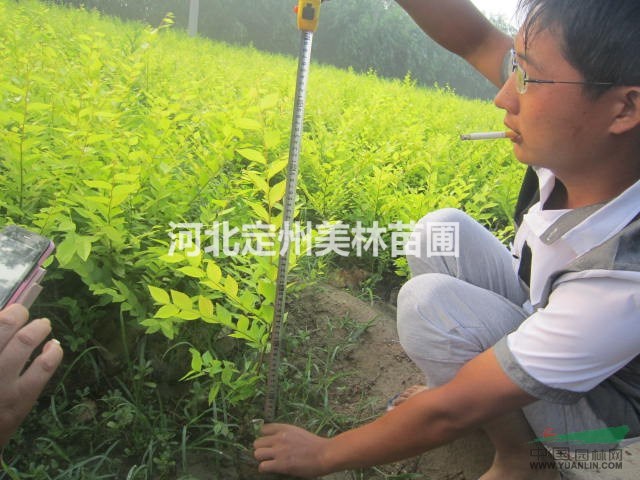 最便宜的 红叶小檗 金叶榆 丛生木槿 