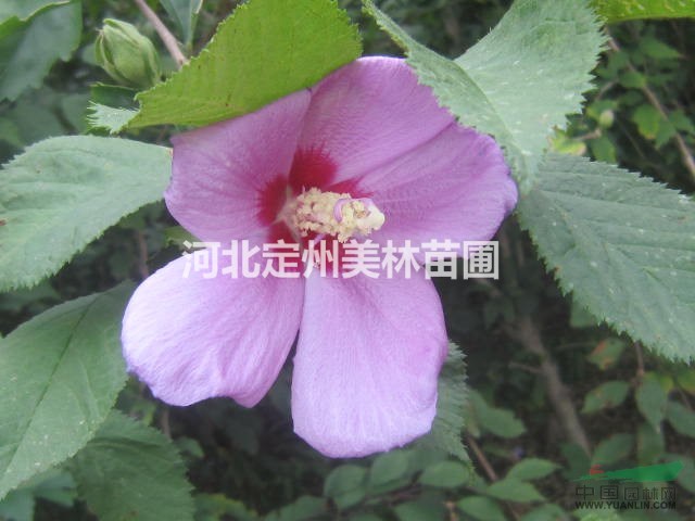 最便宜的 红叶小檗 金叶榆 丛生木槿 