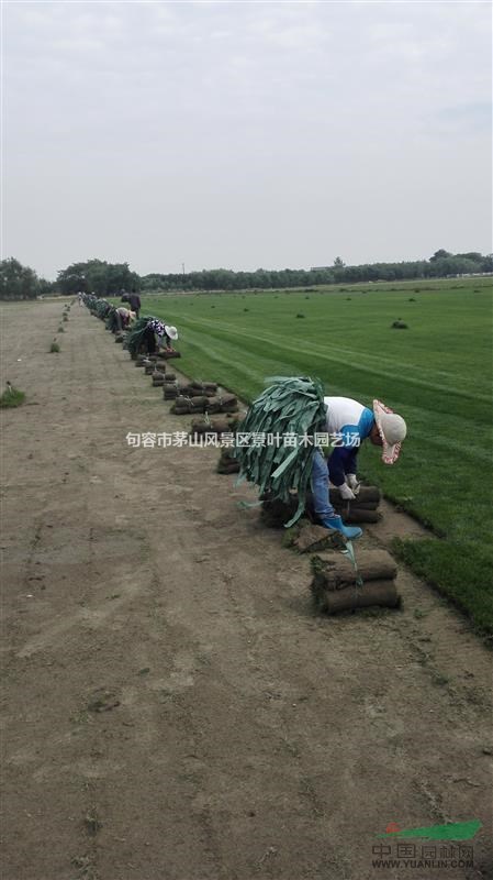 句容景葉草坪基地常年供應優(yōu)質(zhì)果嶺草