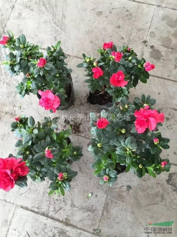 西洋杜鵑，夾竹桃、木芙蓉、紫荊、花石榴、花桃、木槿、雞爪槭。
