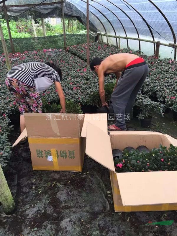 西洋杜鵑，夾竹桃、木芙蓉、紫荊、花石榴、花桃、木槿、雞爪槭。