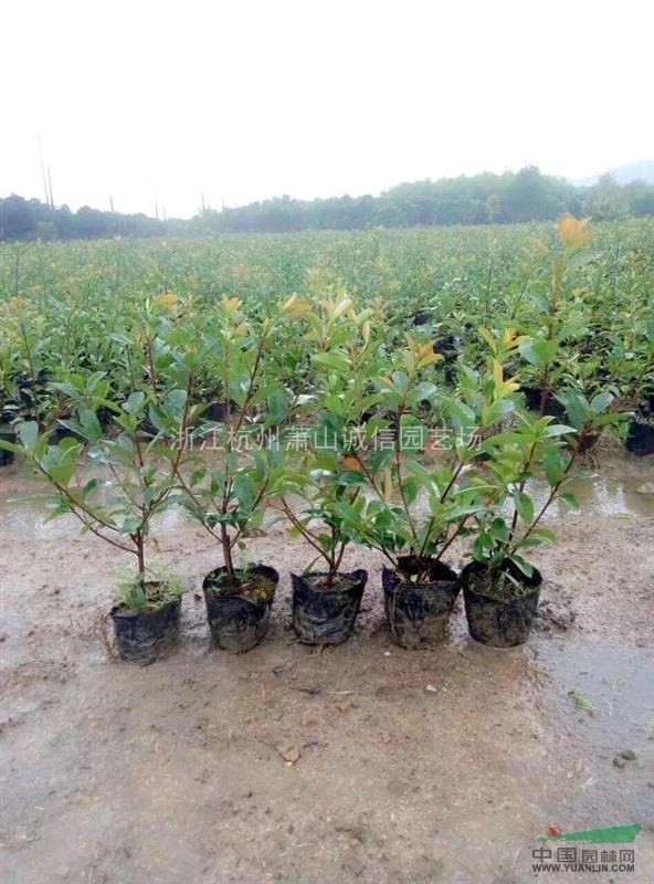 大量紅葉石楠大杯，金邊黃楊毛球，海桐毛球，金森毛球，