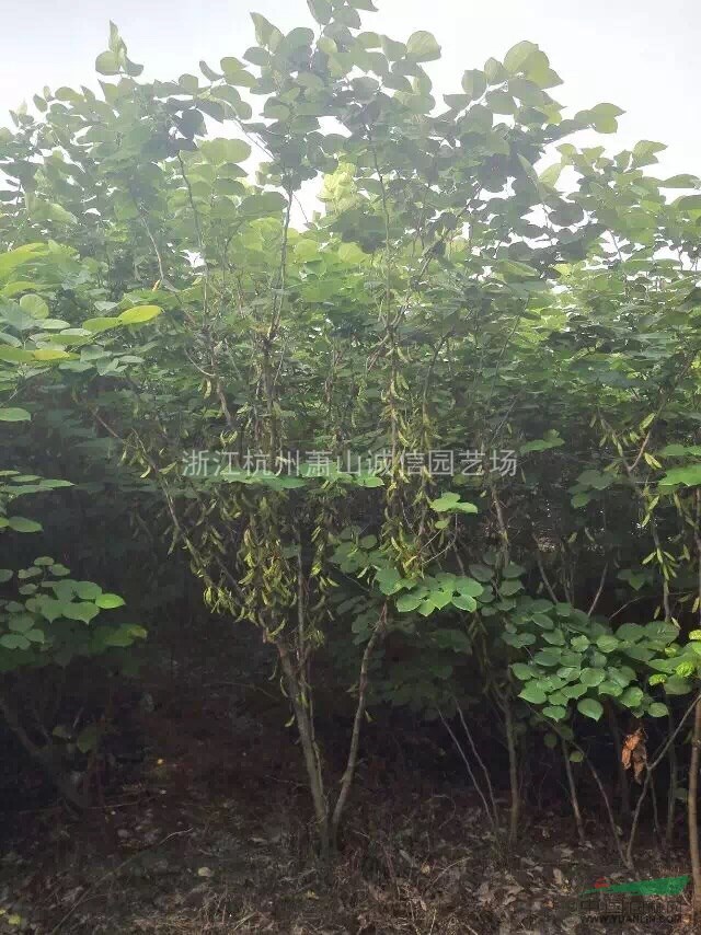 紫荊，紫薇、海棠、夾竹桃、木芙蓉、紫荊、花石榴