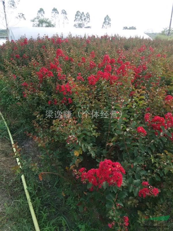 廣西地區(qū)供應(yīng)美國紅火箭紫薇