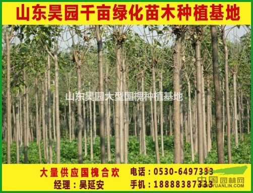 27公分國槐價格 國槐價格