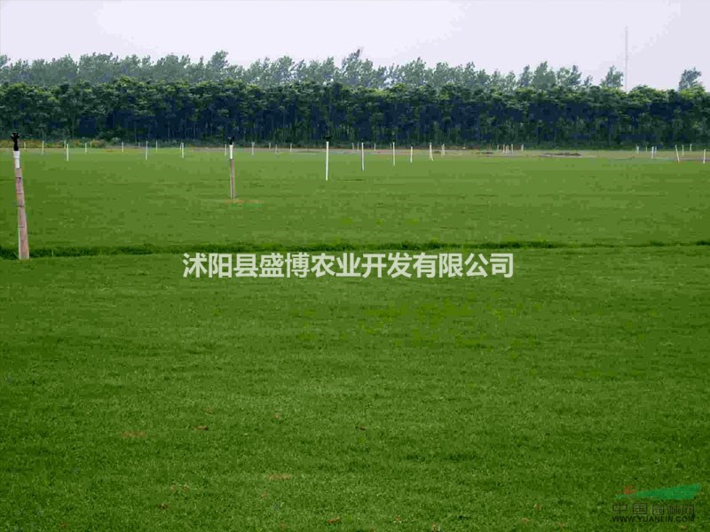 百慕大 興隆百慕大草坪價格 興隆百慕大草皮價格