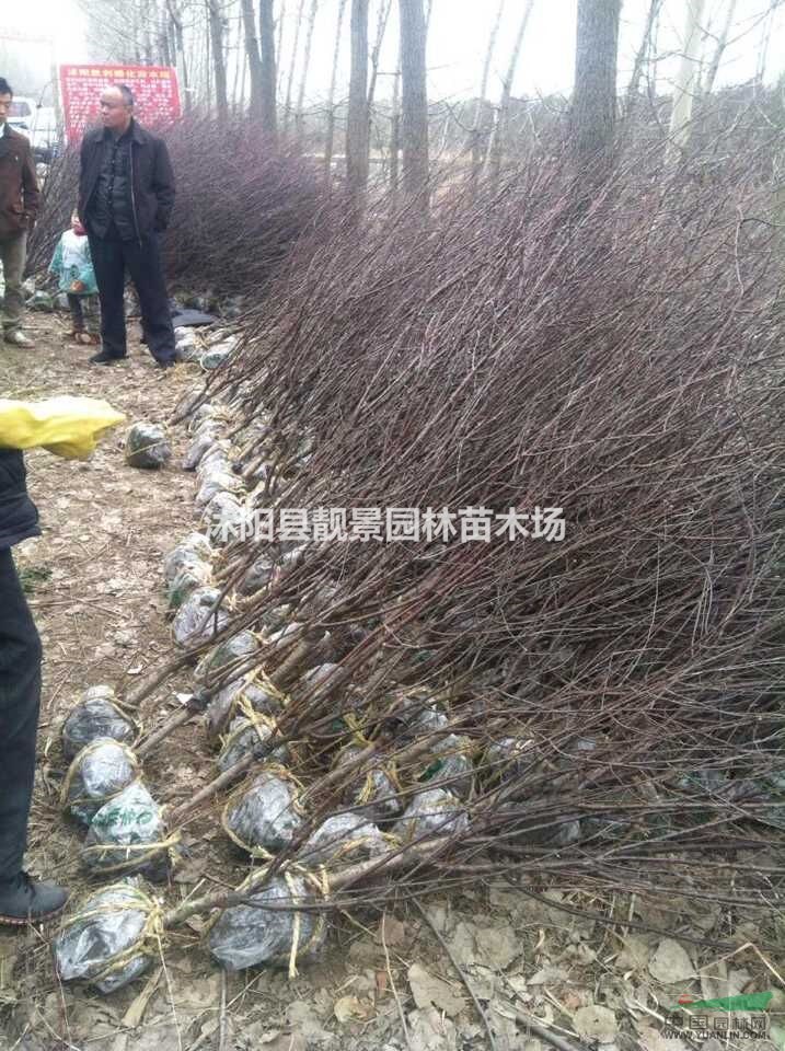 榆叶梅2-6公分价格 榆叶梅适应新疆种植 榆叶梅基地