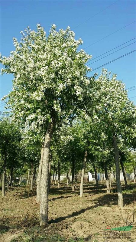 山東地區(qū)供應(yīng)珠美海棠直徑10到20公分