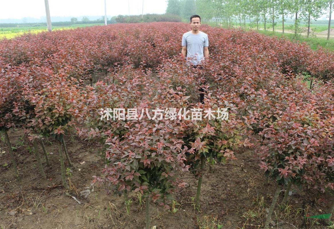 紫葉矮櫻 珊瑚、榆葉桃、紅千層、平枝栒子