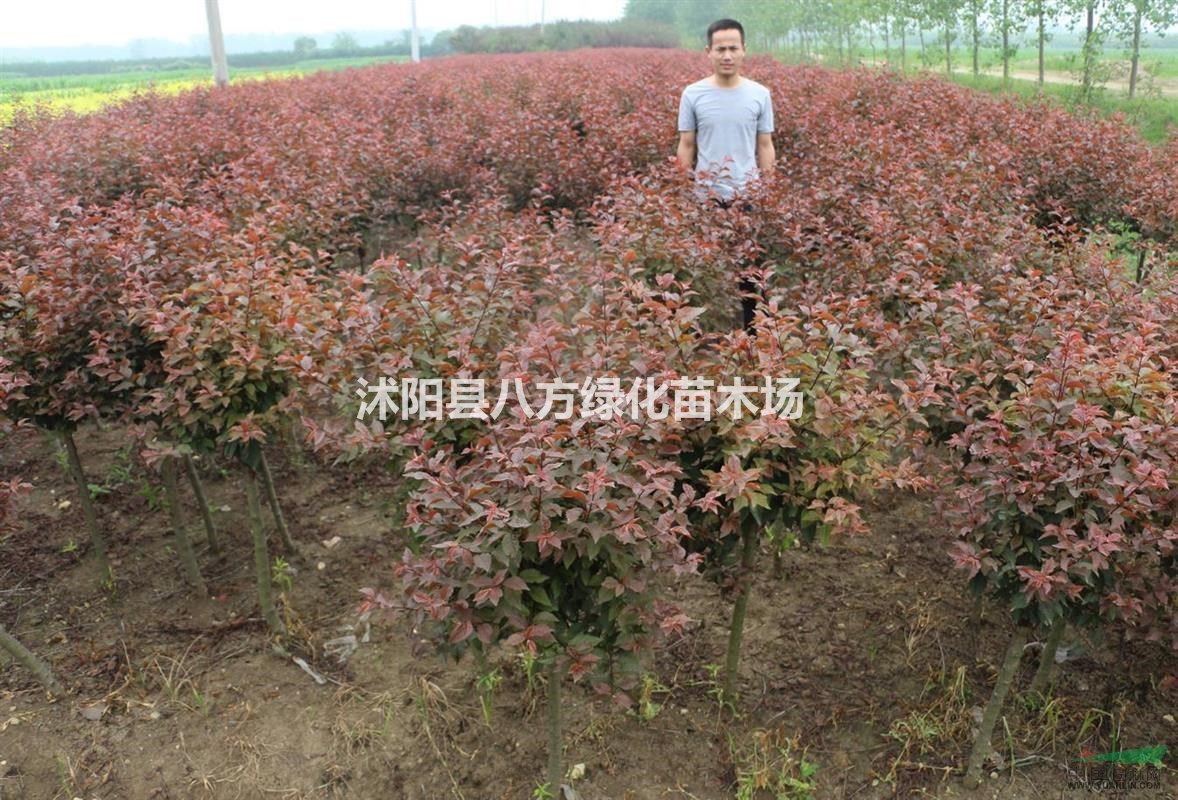 紫葉矮櫻 珊瑚、榆葉桃、紅千層、平枝栒子