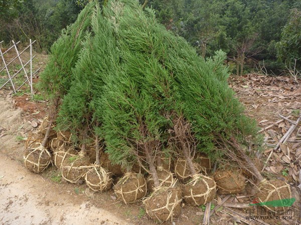 銷售湖南苗木檜柏 湖南最大的檜柏生產(chǎn)種植基地高度3米以下有貨