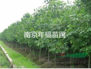 供應馬褂木