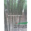 供應新疆楊，批發(fā)新疆楊，最便宜新疆楊多少錢一棵