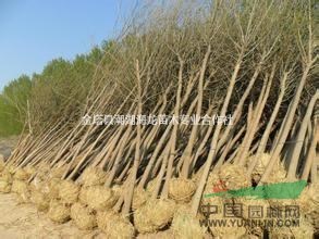 批發(fā)2-20公分白蠟，最新白蠟價(jià)格，最便宜白蠟批發(fā)價(jià)格多少錢(qián)