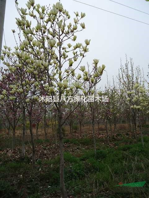 黃玉蘭、供應(yīng)直徑2-3-5-8-10-12-15公分黃玉蘭