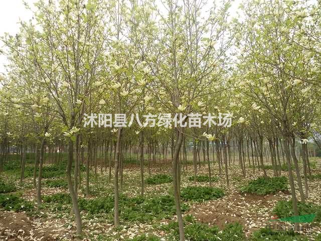 黃玉蘭、供應(yīng)直徑2-3-5-8-10-12-15公分黃玉蘭