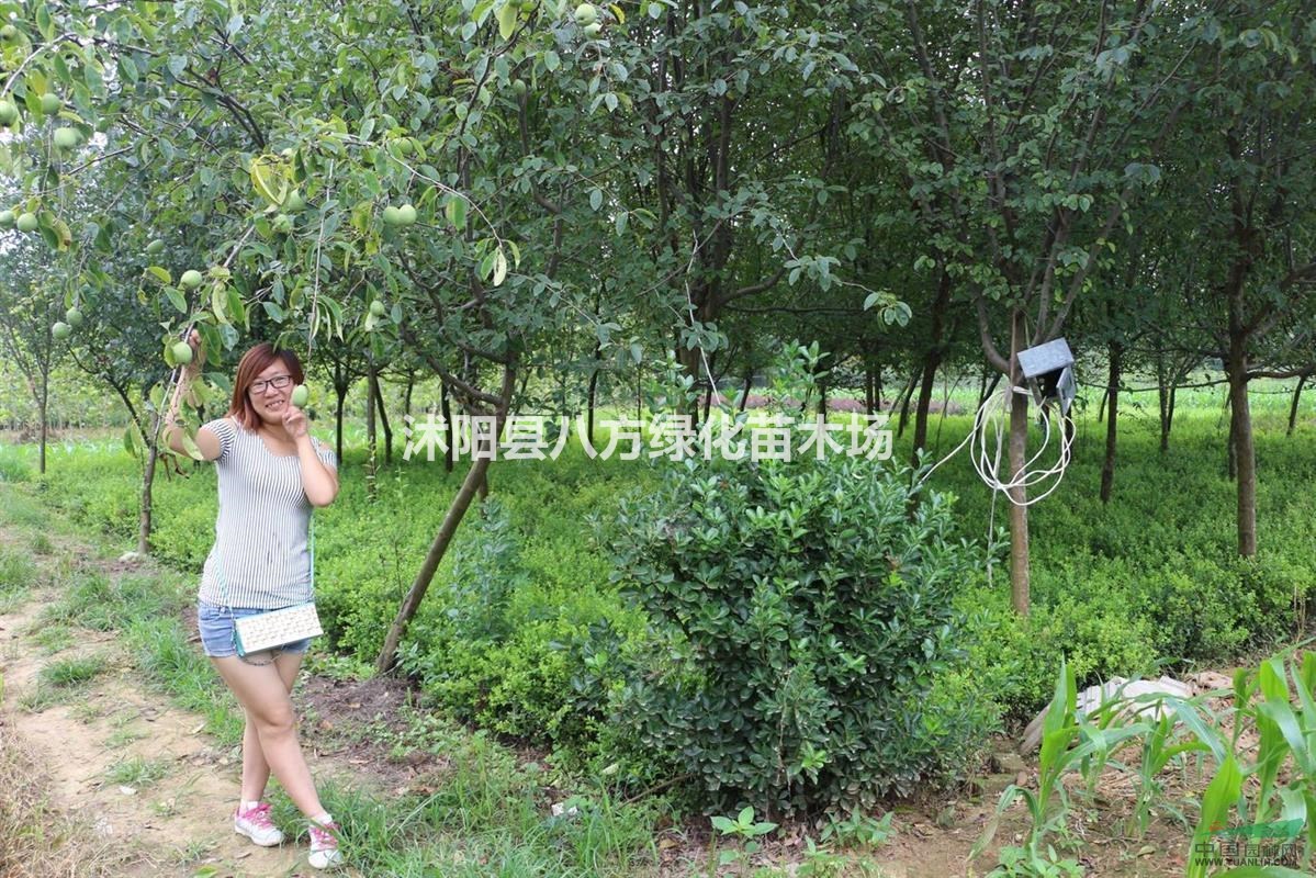 木瓜、批發(fā)木瓜樹 ,大木瓜樹，木瓜小苗，木瓜基地