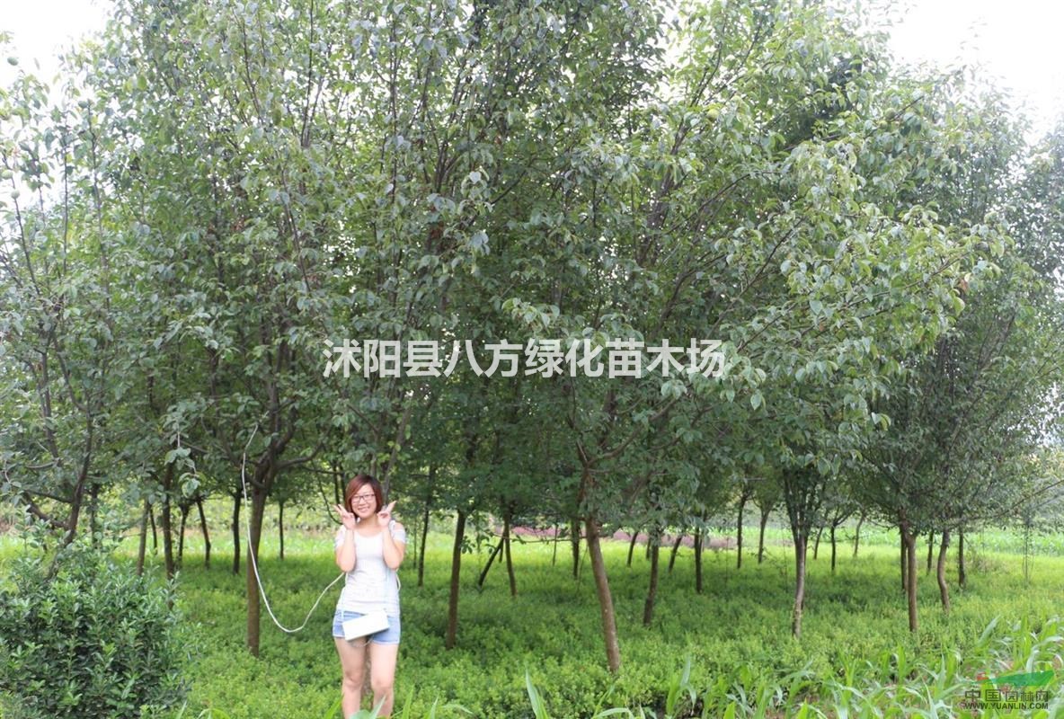 木瓜、批發(fā)木瓜樹 ,大木瓜樹，木瓜小苗，木瓜基地