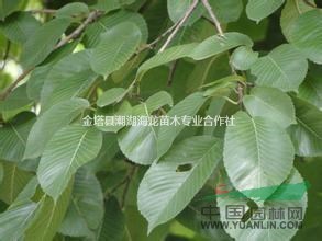 2016年大量供應(yīng)優(yōu)質(zhì)白榆，垂榆，圓冠榆，金葉榆