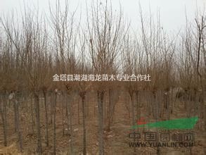 2016年大量供應(yīng)優(yōu)質(zhì)白榆，垂榆，圓冠榆，金葉榆